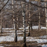 Март. :: Владимир Безбородов