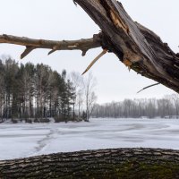 Подкоряжный взгляд :: Валерий Михмель 