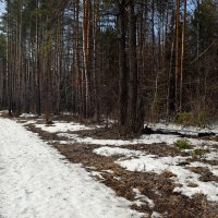 Проталины в лесу. :: ВикТор Быстров