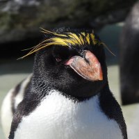 Золотоволосый пингвин :: Natalia Harries