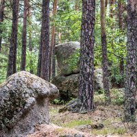 В лесу :: Светлана SvetNika17