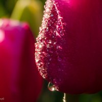 Тюльпановая весна. :: Анна Выскуб