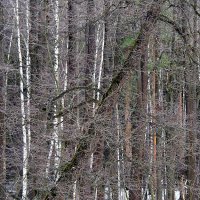 гобелен от природы :: Олег Лукьянов