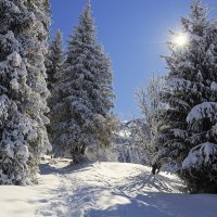Снег и солнце... :: Сергей Мурзин