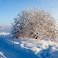 Зимний полдень :: Анатолий Иргл