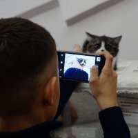 Будет фото котенка! :: Валентина Налетова
