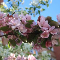 Красавица весна :: Оля Путятина