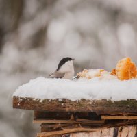 Завтрак на снегу :: Николай Северный