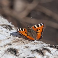 Первые бабочки весны :: Анатолий Иргл