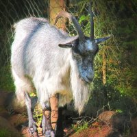 коза :: Laryan1 