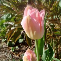 Нежность розовых тюльпанов :: Нина Корешкова