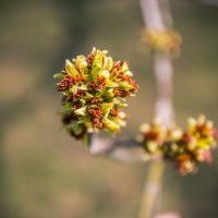 пробуждение природы после сна :: Ольга (Кошкотень) Медведева