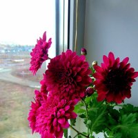 Весна за окном. :: nadyasilyuk Вознюк