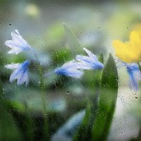 первый весенний дождик :: Эльмира Суворова