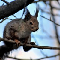 Белочка Прасковья из Подмосковья! :: Татьяна Помогалова