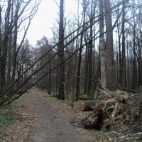 Жизнь леса после урагана. :: Ольга Кривых