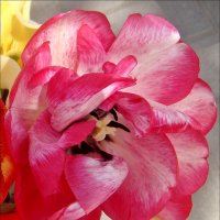 Необыкновенный тюльпан :: Нина Корешкова