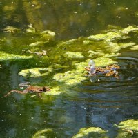 Весенняя песнь самца на болоте :: Юрий Яловенко