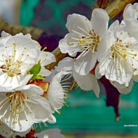 Весна на цветение богата :: Александр Машков (alex2009vm)