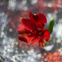 Красный цветок :: Маргарита Си 