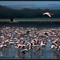 Кения озеро Наккуру  полёт фламинго :: Таймас 