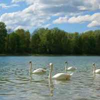 Лебеди на городском озере... :: Galina Dzubina