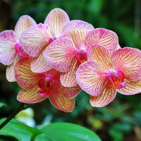 В саду орхидей :: Natali Positive