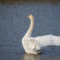 Белый лебедь на пруду :: Larisa Freimane