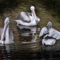 Пеликаны :: Наталья Лакомова