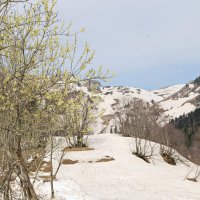 Весна в горах. :: Ирина Нафаня