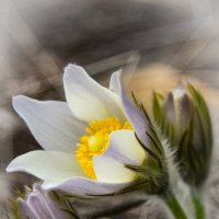 Весенний цветок. :: юрий Амосов