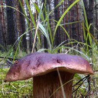 Прогулка по лесу по грибы :: Козьма Минин