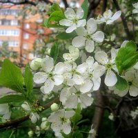 Вишня цветет в моем городе :: Елена Семигина