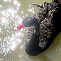 Черный лебедь :: Vanda Kremer