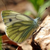 Про охоту на бабочек.. :: Андрей Заломленков