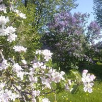 May in Panoramio garden :: silvestras gaiziunas gaiziunas