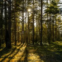 весенний закатный лес :: Nika Polskaya