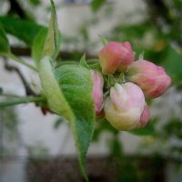 Яблони скоро  расцветут .. :: Елена Семигина