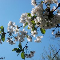 Весна! :: Нина Бутко