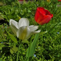 Красный и белый тюльпаны(10 мая 2018)... :: Sergey Gordoff