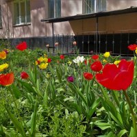 Время тюльпанов(10 мая 2018)... :: Sergey Gordoff