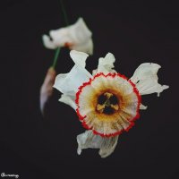 Портреты цветов... Нарцисс... :: Сергей Леонтьев