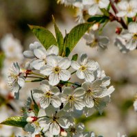 И вишни белой аромат :: Светлана Григорьева