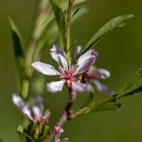 Миндаль цветёт. :: Анатолий. Chesnavik.