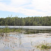 вода :: Светлана Рябова 