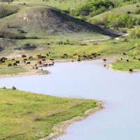 Водопой :: Геннадий Валеев