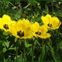 Желтые тюльпаны :: Вера 