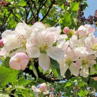 Яблони в цвету, весны творенье... :: SaGa 