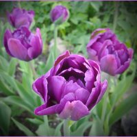 Махровые тюльпаны :: lady v.ekaterina