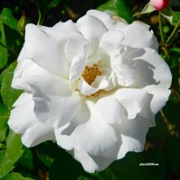Фантазии белых цветов :: Александр Машков (alex2009vm)